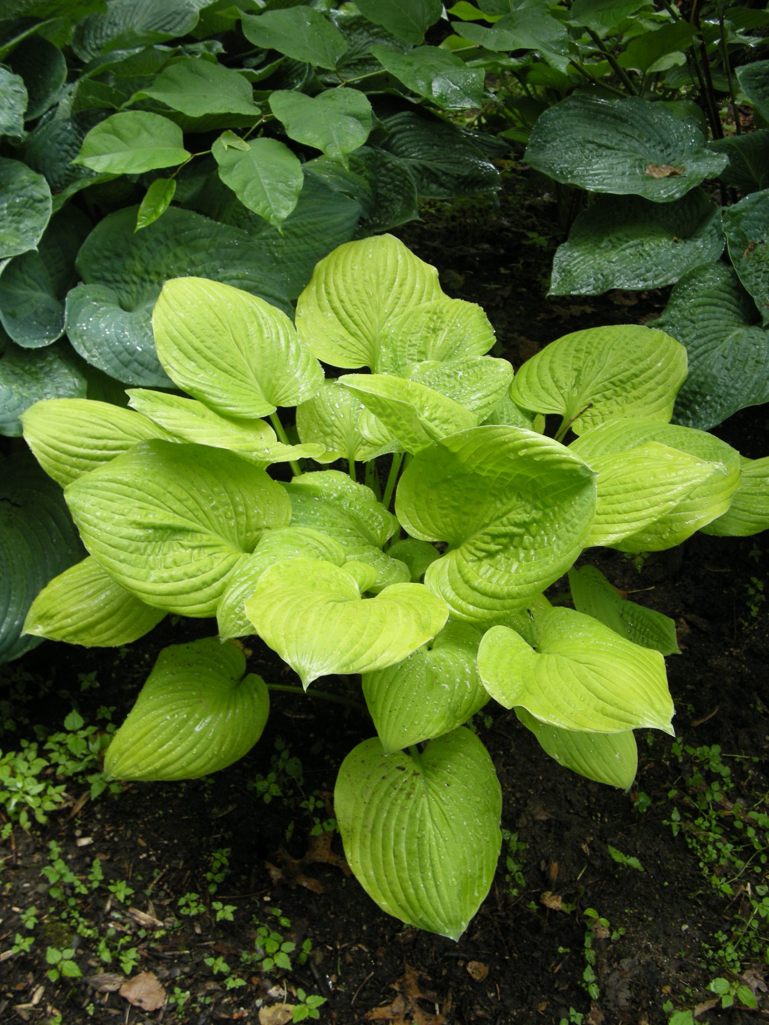 Hosta 'Banana Kid'